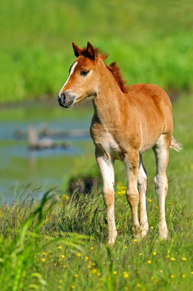 Cavalo, — Fotografia de Stock