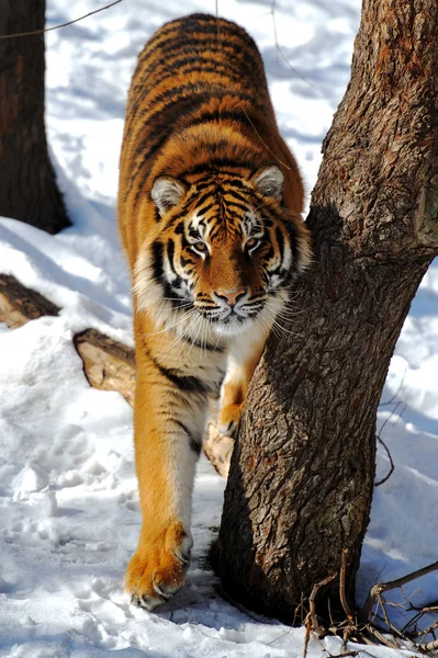 虎 — ストック写真