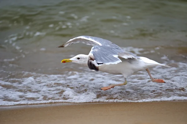 Marine Gull — Stock Photo, Image