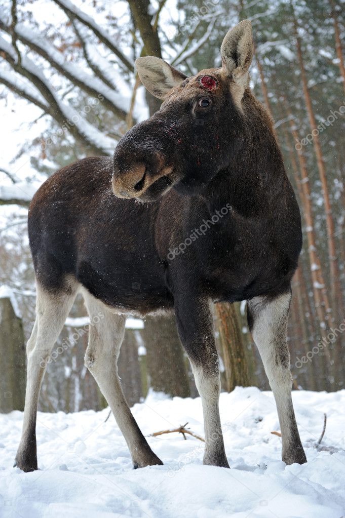 엘크  