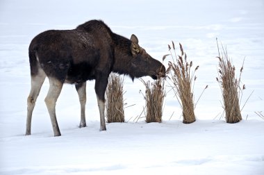 Elk