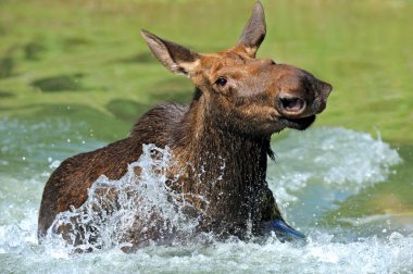 Elk