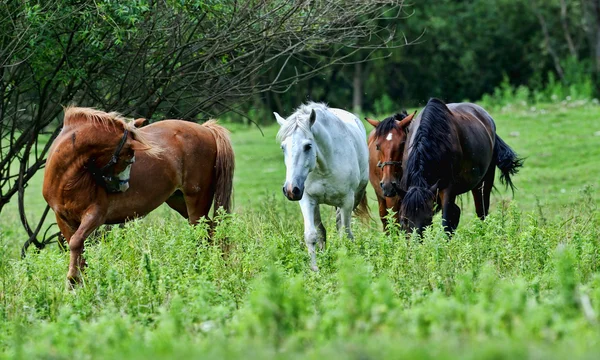 Koń, — Zdjęcie stockowe