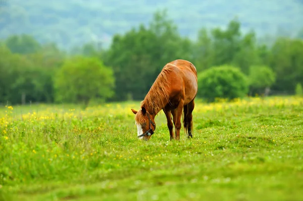 Лошадь, — стоковое фото