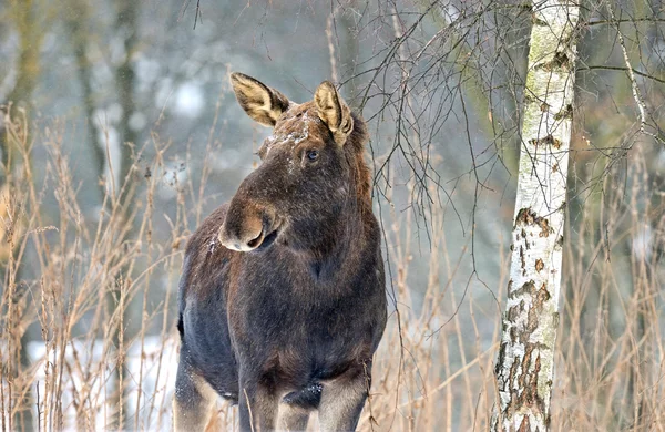 Elk — Stok Foto