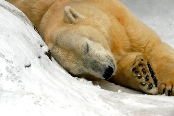 Urso — Fotografia de Stock