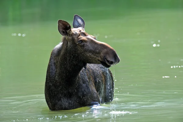 Elk — Fotografie, imagine de stoc