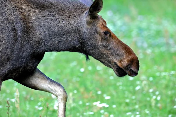 Elk — Stock Photo, Image