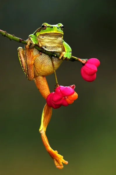 Nadrzewny żaba — Zdjęcie stockowe
