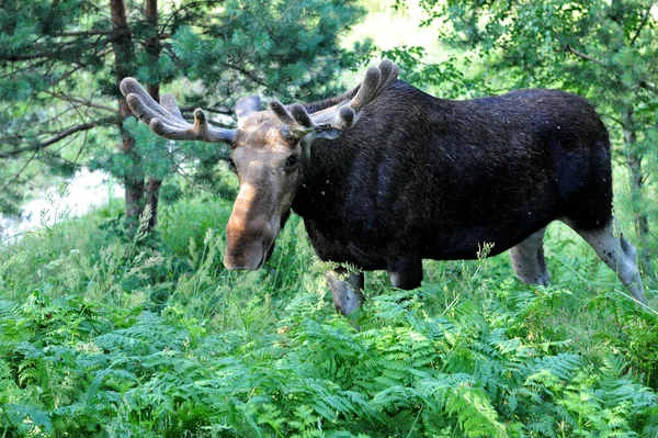 Elk — Stock Fotó