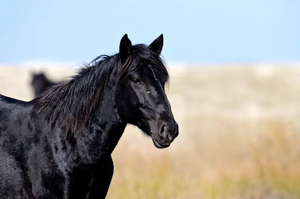 Horse, — Stock Photo, Image