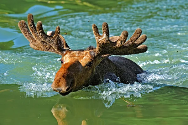 Elk — Stock Fotó