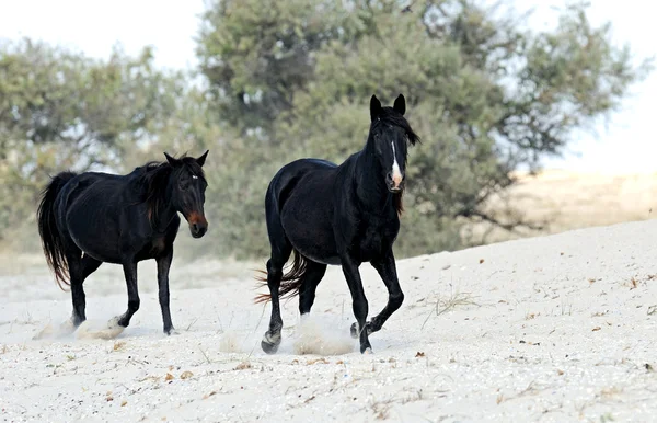 Cavallo, — Foto Stock