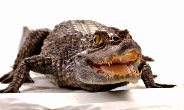 Crocodile clipart