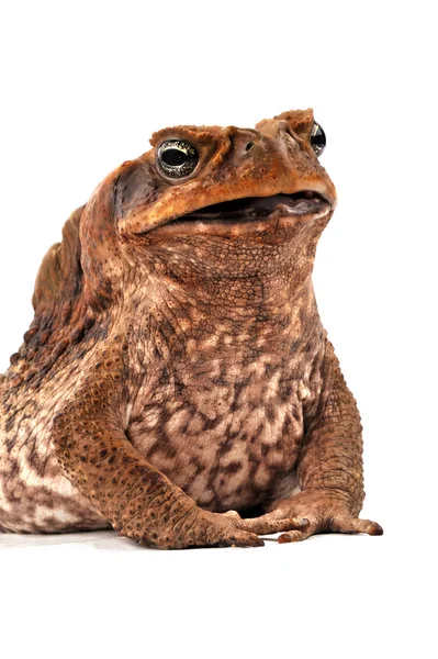 Toad on a white background — Stock Photo, Image