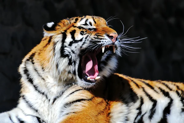 Tigru — Fotografie, imagine de stoc