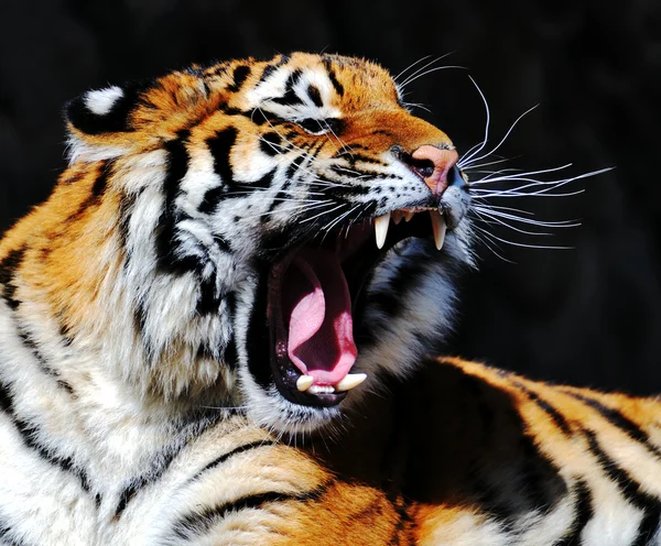 Tigru — Fotografie, imagine de stoc