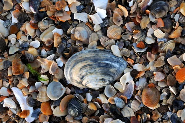 Shell rock — Stock Photo, Image