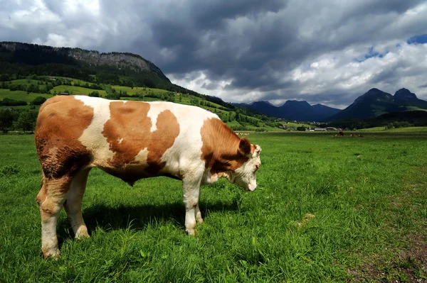 Byk w trawie złożony — Zdjęcie stockowe