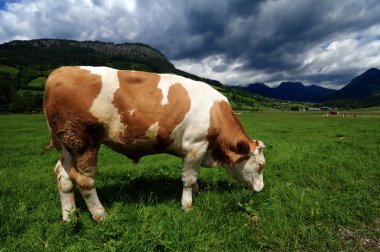 Bull in a grass field clipart