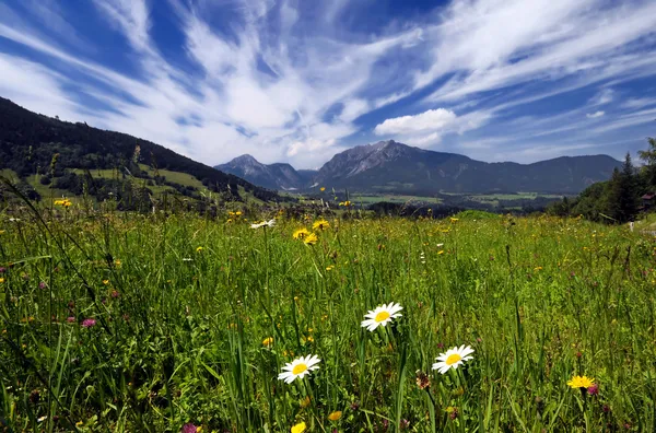 Felder und Wiesen in den Alpen — Stockfoto