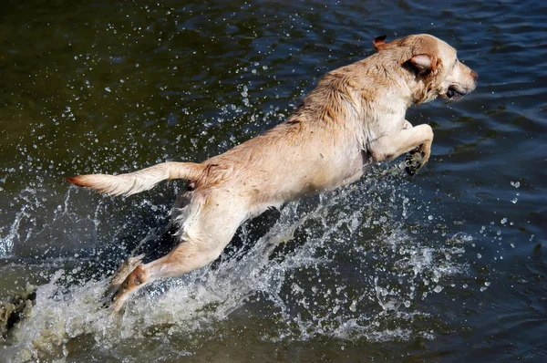 Golden labrador retriever — Stock Photo, Image