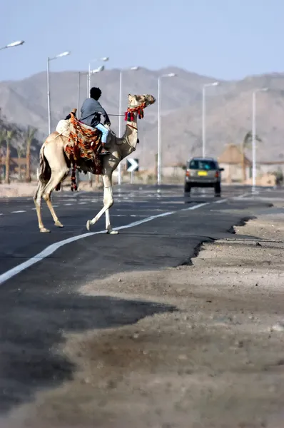 Dromedar-Kamel überquert Straße — Stockfoto