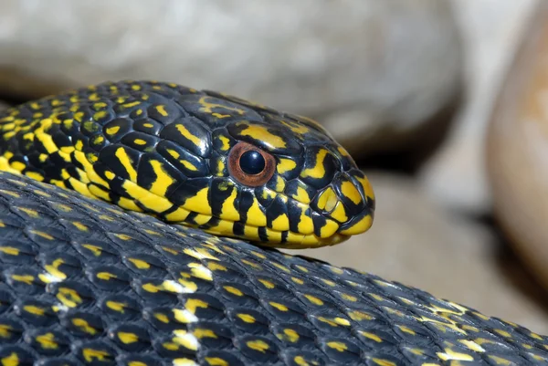 Boğa yılanı — Stok fotoğraf
