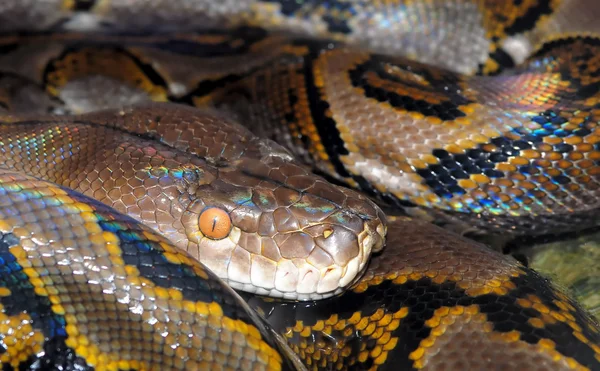Image rapprochée de python camouflé — Photo