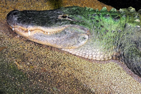 Image rapprochée du crocodile — Photo