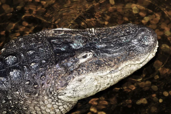 Crocodile dans les marais — Photo