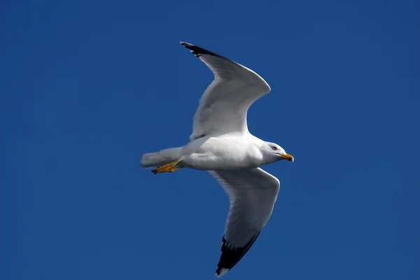 stock image Seagull