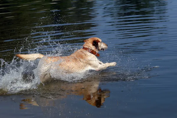 Labrador retriever chien — Photo