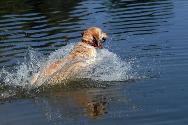 gele labrador retriever