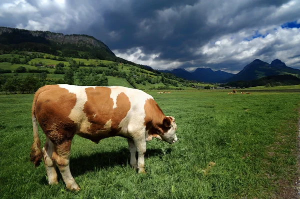 Bull in a grass field — Stok fotoğraf