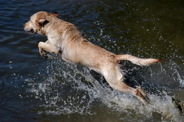 Golden labrador retriever dog jumping — Stock Photo, Image