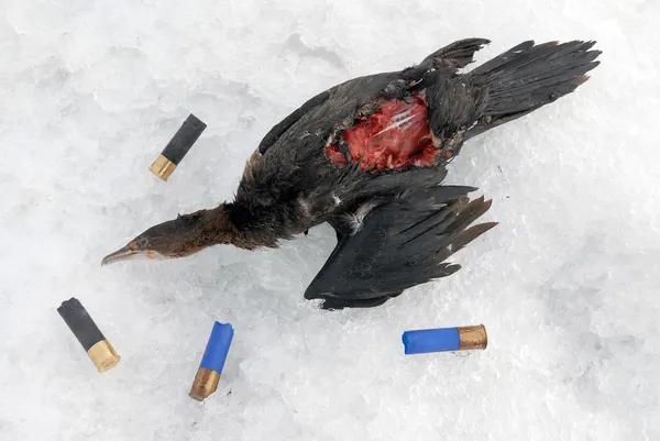 stock image Dead bird shot down by hunters