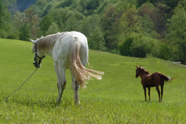 Два коні їдять свіжу зелену траву — стокове фото