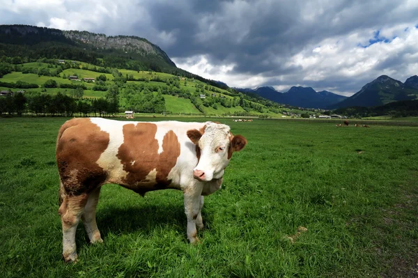 Bull in a grass field — Stock Photo, Image