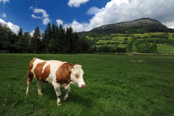 Корова їсть траву — стокове фото