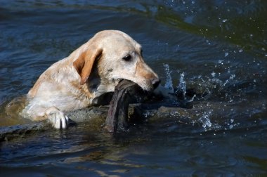 Sarı labrador köpek