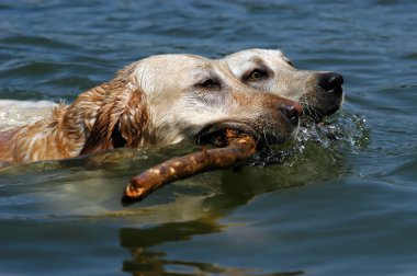 labrador köpek Yüzme