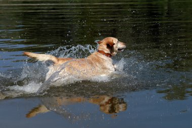 Sarı labrador retriever köpek