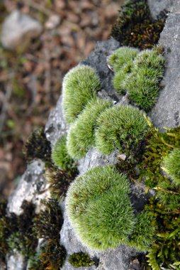 Moss on a rock clipart