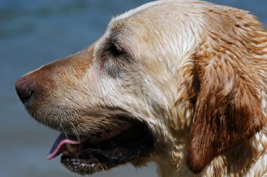 Labrador geri almak