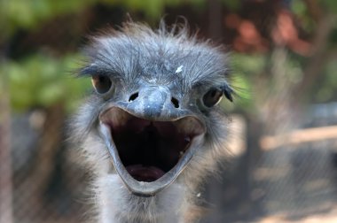 Ostrich, close-up clipart