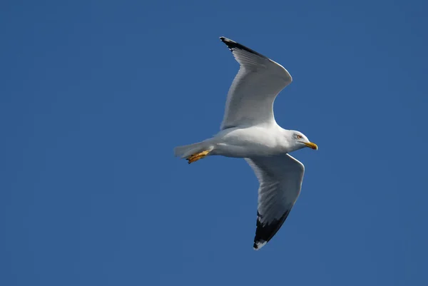 Close-up of seagull — Stock Photo, Image
