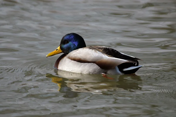 Wild duck swiming in water — Stock Photo, Image