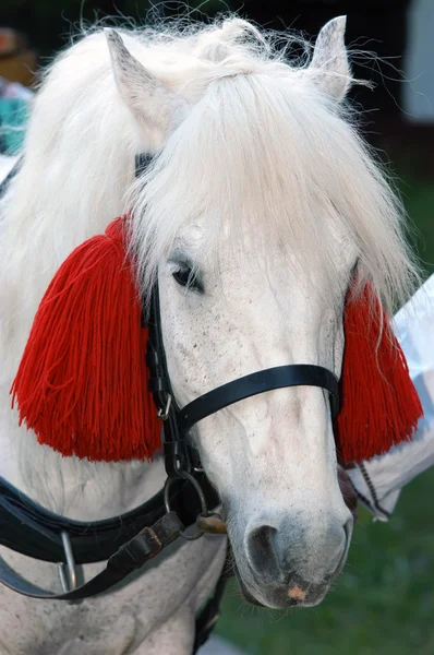 Horse decorated for ethno festival — Stock Photo, Image