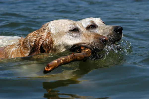 Labrador psi plavání — Stock fotografie